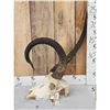 Image 2 : FREAK African Waterbuck Skull Taxidermy