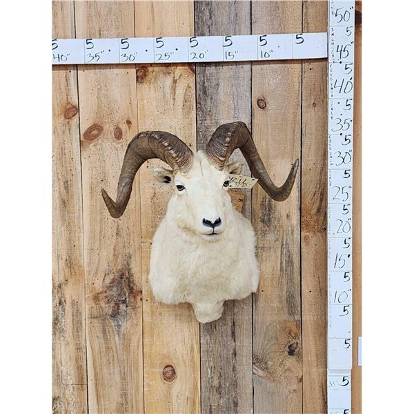 Alaskan Dall Sheep Shoulder Mount Taxidermy