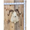 Image 1 : Alaskan Dall Sheep Shoulder Mount Taxidermy