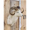 Image 2 : Alaskan Dall Sheep Shoulder Mount Taxidermy