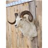 Image 3 : Alaskan Dall Sheep Shoulder Mount Taxidermy