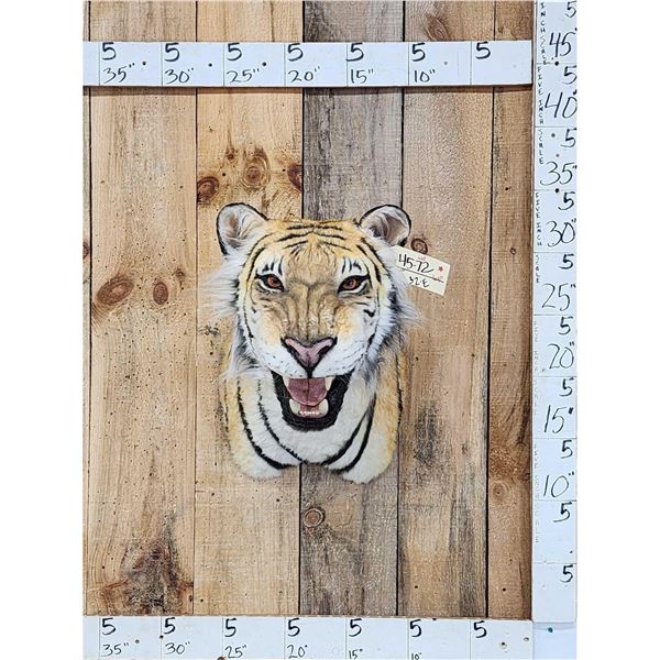 Bengal Tiger REPRODUCTION Shoulder Mount Taxidermy