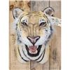 Image 2 : Bengal Tiger REPRODUCTION Shoulder Mount Taxidermy