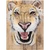 Image 8 : Bengal Tiger REPRODUCTION Shoulder Mount Taxidermy