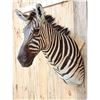 Image 2 : Burchell's Zebra Shoulder Mount Taxidermy