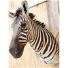 Image 3 : Burchell's Zebra Shoulder Mount Taxidermy