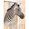 Image 4 : Burchell's Zebra Shoulder Mount Taxidermy