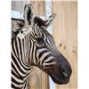 Image 5 : Burchell's Zebra Shoulder Mount Taxidermy