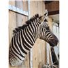 Image 6 : Burchell's Zebra Shoulder Mount Taxidermy