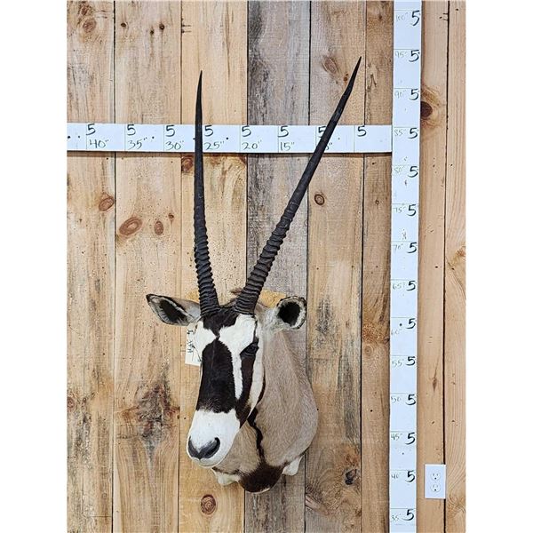 African Gemsbok Shoulder Mount Taxidermy