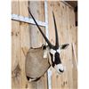 Image 3 : African Gemsbok Shoulder Mount Taxidermy