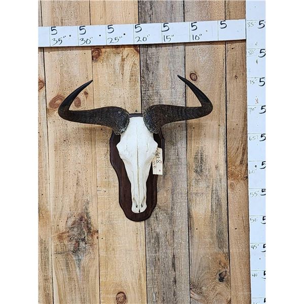 African Blue Wildebeest Skull On Plaque