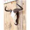 Image 3 : African Blue Wildebeest Skull On Plaque