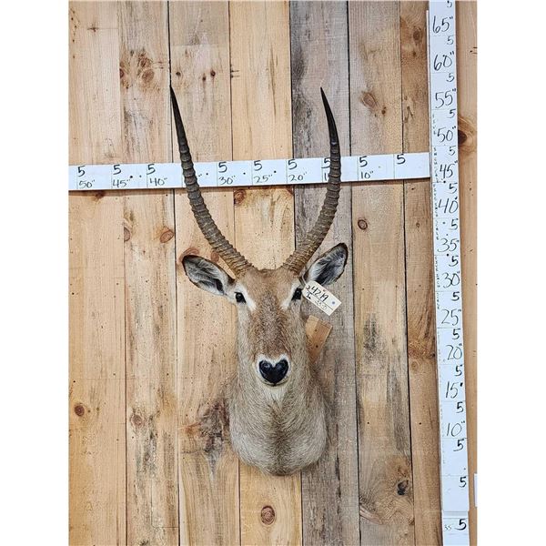 African Waterbuck Shoulder Mount Taxidermy