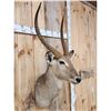 Image 3 : African Waterbuck Shoulder Mount Taxidermy