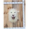 Image 1 : African White Lion Reproduction Shoulder Mount Taxidermy