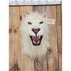 Image 2 : African White Lion Reproduction Shoulder Mount Taxidermy