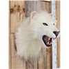 Image 3 : African White Lion Reproduction Shoulder Mount Taxidermy