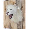 Image 4 : African White Lion Reproduction Shoulder Mount Taxidermy