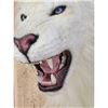 Image 5 : African White Lion Reproduction Shoulder Mount Taxidermy
