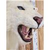 Image 6 : African White Lion Reproduction Shoulder Mount Taxidermy
