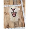 Image 7 : African White Lion Reproduction Shoulder Mount Taxidermy