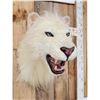 Image 8 : African White Lion Reproduction Shoulder Mount Taxidermy