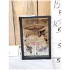 Image 1 : Frame Of 11 Peruvian Insects Taxidermy