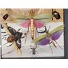Image 4 : Frame Of 11 Peruvian Insects Taxidermy