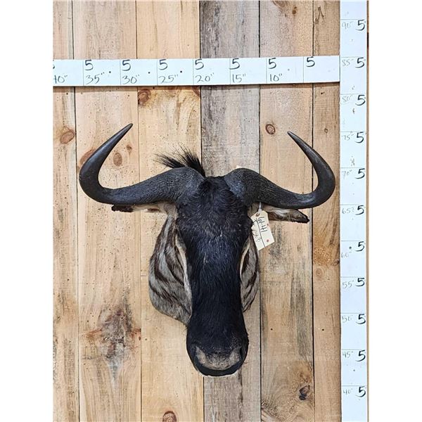African Blue Wildebeest Shoulder Mount Taxidermy