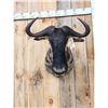 Image 2 : African Blue Wildebeest Shoulder Mount Taxidermy