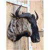 Image 4 : African Blue Wildebeest Shoulder Mount Taxidermy