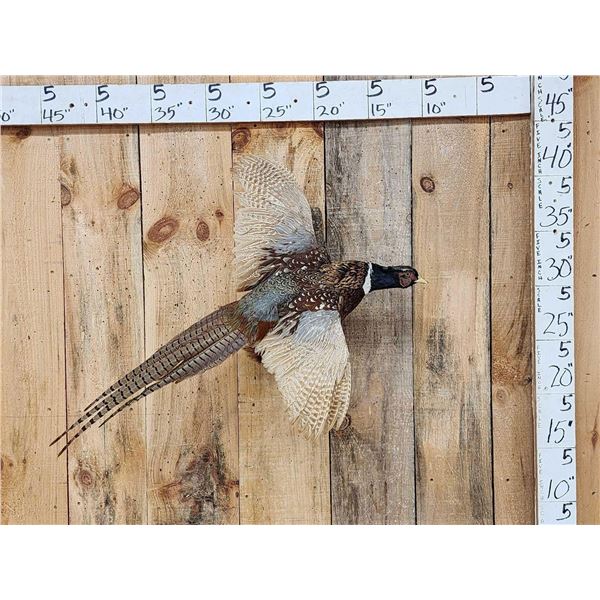 Pheasant In Flight Bird Taxidermy