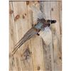 Image 3 : Pheasant In Flight Bird Taxidermy
