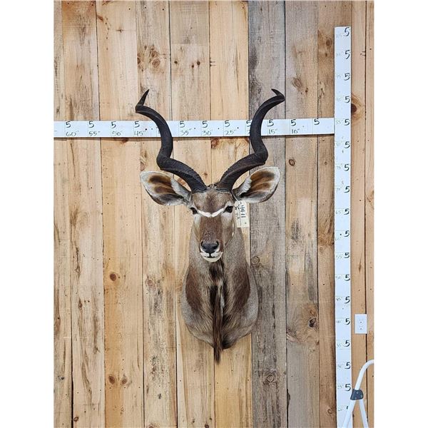 African Kudu Shoulder Mount Taxidermy