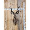 Image 1 : African Kudu Shoulder Mount Taxidermy