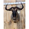 Image 2 : African Blue Wildebeest Shoulder Mount Taxidermy