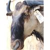 Image 4 : African Blue Wildebeest Shoulder Mount Taxidermy
