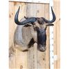 Image 5 : African Blue Wildebeest Shoulder Mount Taxidermy