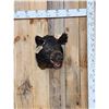 Image 1 : Wild Boar Hog Shoulder Mount Taxidermy