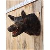 Image 3 : Wild Boar Hog Shoulder Mount Taxidermy