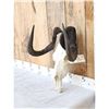 Image 2 : African Black Wildebeest Skull Taxidermy