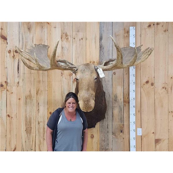 GIANT 71" Wide Vintage Alaskan Moose Shoulder Mount Taxidermy