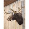 Image 3 : GIANT 71" Wide Vintage Alaskan Moose Shoulder Mount Taxidermy