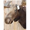 Image 4 : GIANT 71" Wide Vintage Alaskan Moose Shoulder Mount Taxidermy