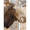 Image 5 : GIANT 71" Wide Vintage Alaskan Moose Shoulder Mount Taxidermy