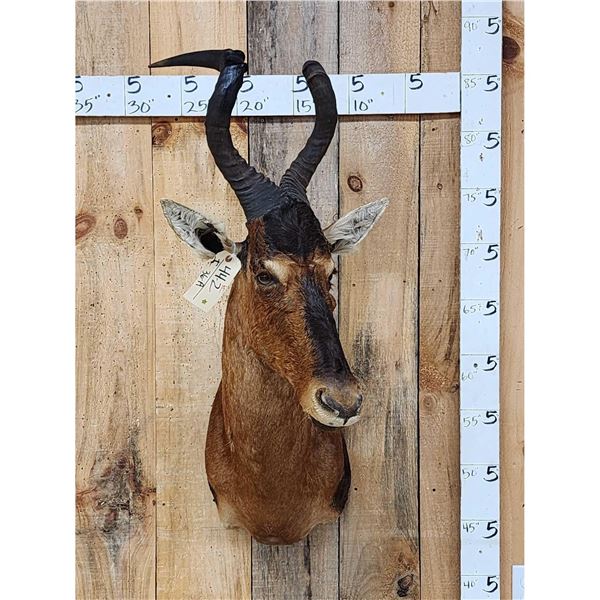 African Red Hartebeest Shoulder Mount Taxidermy