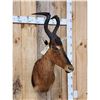 Image 3 : African Red Hartebeest Shoulder Mount Taxidermy