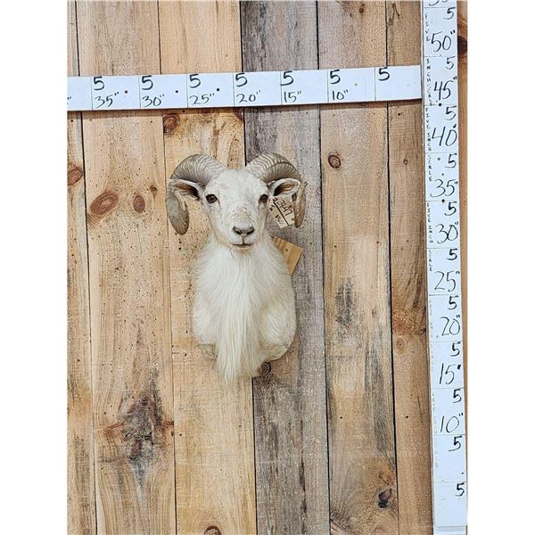 Exotic Ram Sheep Shoulder Mount Taxidermy