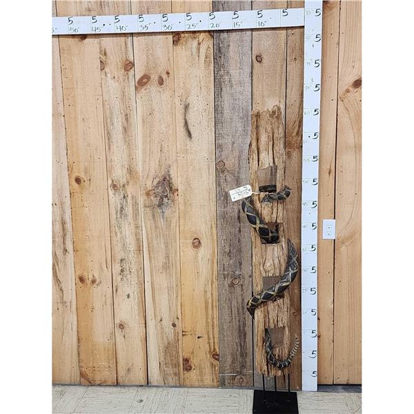 Giant Reproduction Diamondback Rattlesnake Taxidermy